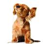 Dog Grooming Dublin