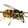 Wasp control