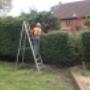 Hedge trimming