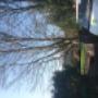 Uploaded by visitor on 19/03/2016 - Tree pruning