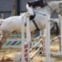 Showjumping transport