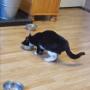Southview Veterinary Hospital