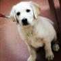 Southview Veterinary Hospital
