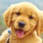 Southview Veterinary Hospital