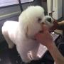 Poppy 3