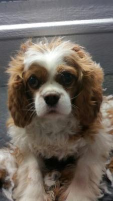 Spaniel