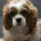 Spaniel