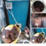 Boiler service