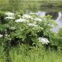 GiantHogweed
