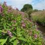 HimalayanBalsam
