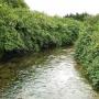 Knotweed on waterways