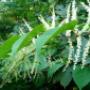 knotweedFlower