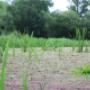 waterFern