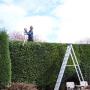 Garden Hedging Olympian Landscaping