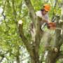 Tree trimming and surgery Olympian Landscaping