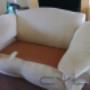 Uploaded by visitor on 23/05/2016 - bright couch after