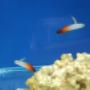 Uploaded by visitor on 06/11/2016 - red firefish fish.