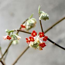 MOUNT VENUS NURSERY LIMITED