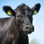 Large Animal Veterinary Services In Kildorrey