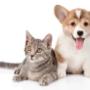 We strive to offer excellence in veterinary care. Please take a moment to contact us today, to learn more about our veterinary practice and to find out how Acorn Veterinary Clinic can serve the needs of you and your cherished pet.