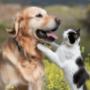 We are committed to promoting responsible pet ownership and the importance of preventative health care, and we’re keen to share our knowledge and educate our clients on all pet-health related matters.