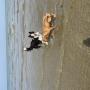 Dogs at beach