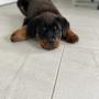 Meera as pup