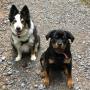 My dogs