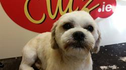Muttz For Cutz