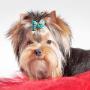 Dog Grooming