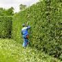 Hedge Maintenance