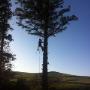 Tree Felling