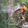 Tree Surgery & Pruning