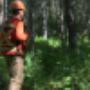 Tree Surveys
