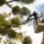 Dangerous Tree Removal