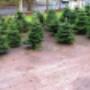 Christmas Trees Cork City Shop