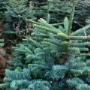 Christmas Trees