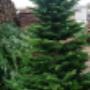 Large Christmas Trees