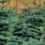 Real Christmas Trees