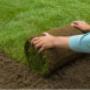 Uploaded by visitor on 21/11/2016 - Lawn Turf