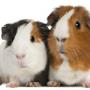 PET SUPPLIES IN OLDCASTLE