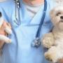 Farm Vets - Pet Vets in County Meath!