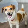 EMERGENCY VET IN OLDCASTLE