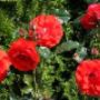 Just Roses