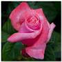 Just Roses