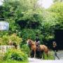 River Valley Stables