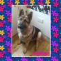 Beau the german shepherd