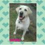 Buddy the labrador