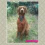 Charlie the red setter