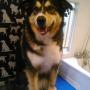 Kovu the bernese mountain dog cross